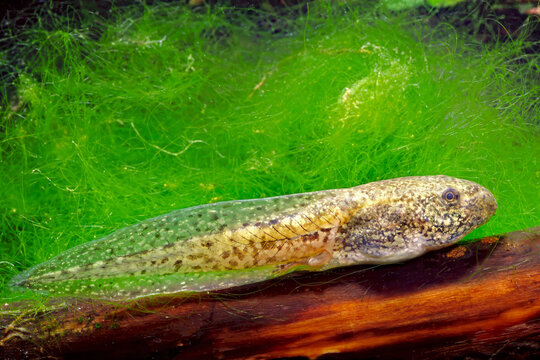 Plains Leopard Frog, Lithobates blairi, tadpole.
