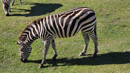 Zebra grazing up close on safari at the zoo