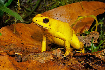 Naklejka premium Golden dart frog, Phyllobates terribilis.