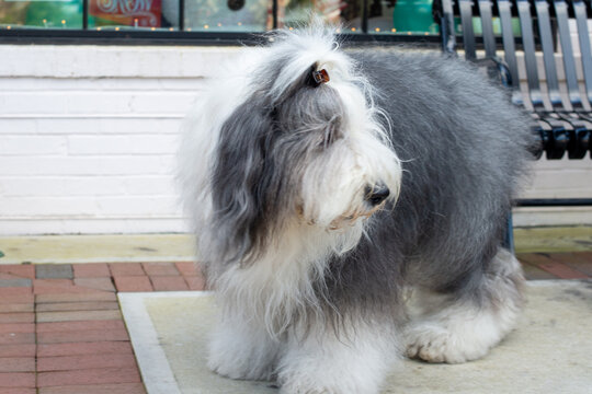A large adult Old English Sheepdog or bobtail with long shaggy white and grey hair. The pet has its hair pinned up to expose its eyes. The animal is standing outside on a sidewalk. 