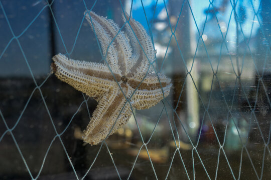 Bycatch Images – Browse 2,291 Stock Photos, Vectors, and Video | Adobe ...