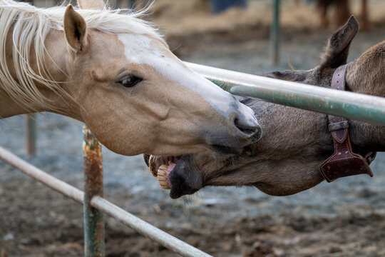 Two brown horses are nipping at each other. The tan-colored horse is nipping at the neck of a dark brown horse with a white mane. The horses are being aggressive against a grey metal fence. 