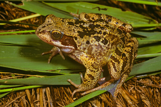 European common frog, Rana temporaria