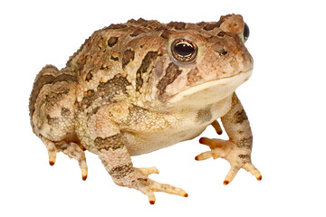 Fototapeta premium Fowler's Toad, Anaxyrus fowlerii, white background.