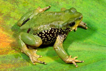 Fototapeta premium Peru Stubfoot Toad, Atelopus peruensis.
