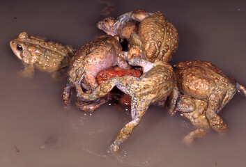 American toads, Anaxyrus americanus, mating ball.
