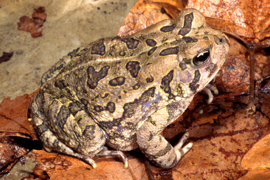 Anaxyrus fowleri, Fowler's toad