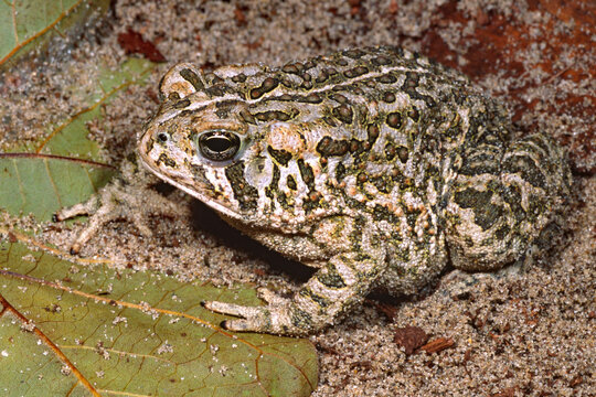 Fowler's toad, Anaxyrus fowlerii.