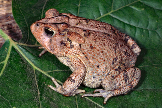Southern toad, Anaxyrus terrestris.