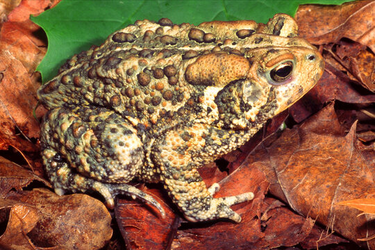 American toad, Anaxyrus americanus