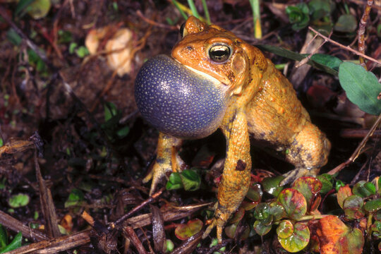 American toad, Anaxyrus americanus, calling male