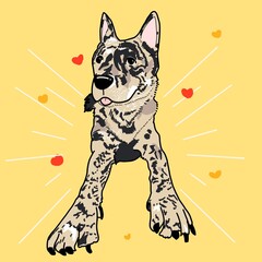 토종개 한국 진돗개 호구 