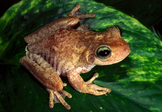 Emerald-eyeed treefrog, Boana crepitans