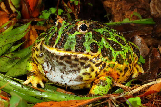 Ornate Horned Frog, Ceratophrys ornata.