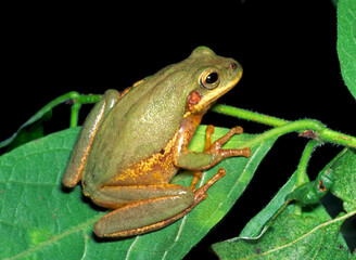 Fototapeta premium Squirell treefrog, Dryophytes squirella.