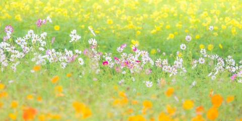 秋の公園や花壇を彩る色とりどりのコスモスのある風景。黄色いコスモスの畑に映える白とピンクのコスモスのコントラスト。自然風景素材。構図。コピースペース
