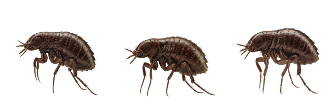 Set and Collection of Fleas (Siphonaptera) Tiny Parasitic Insects Macro -Up, Jumping Blood-Feeding Pest with Flattened Body and Legs, Entomology Detail isolated on white transparent png background