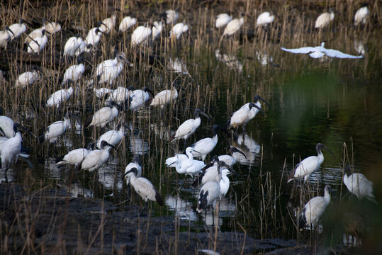 Ibis 12