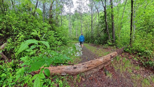 Man Steps Over Fallen Log Across Trail in the Smokies