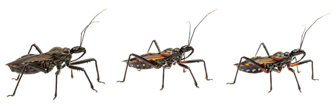 Set of Assassin Bug Insect Illustration Showing Predatory Anatomy and True Bug Morphology for Entomology isolated on white transparent PNG background