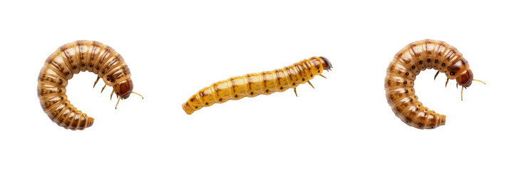 Mealworm Larvae (Tenebrio molitor) for Entomology, Biology Education, Pet Food, and Agriculture Studies Isolated on White Transparent PNG Background