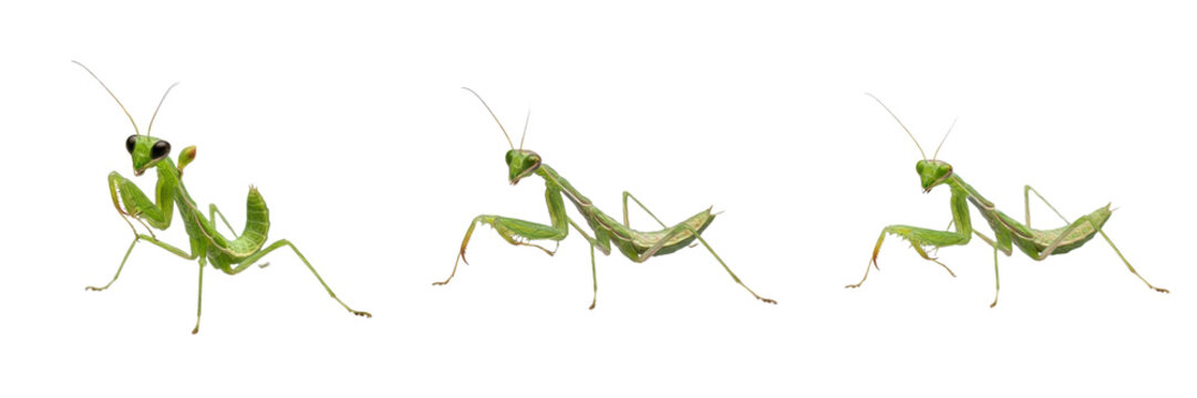 Praying Mantis Insect (Mantodea, Mantis religiosa) in Different Poses for Wildlife, Biology Education and Nature Design Isolated on White Transparent PNG Background