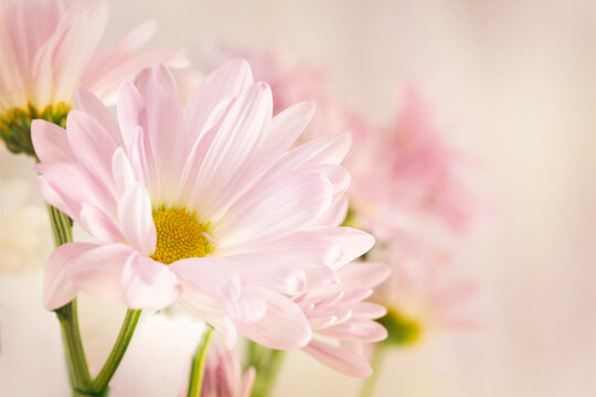 4278 A horizontal photo of a pink and yellow flower.
