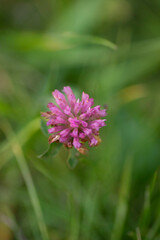 Fototapeta premium fiore 2