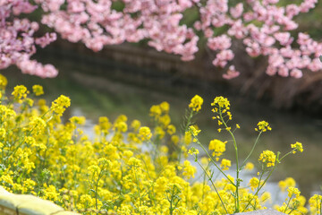 菜の花と桜と川