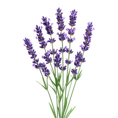 Obraz premium Purple lavender flowers isolated on transparent background
