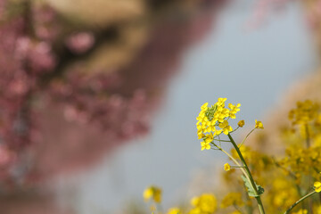 川沿いの菜の花