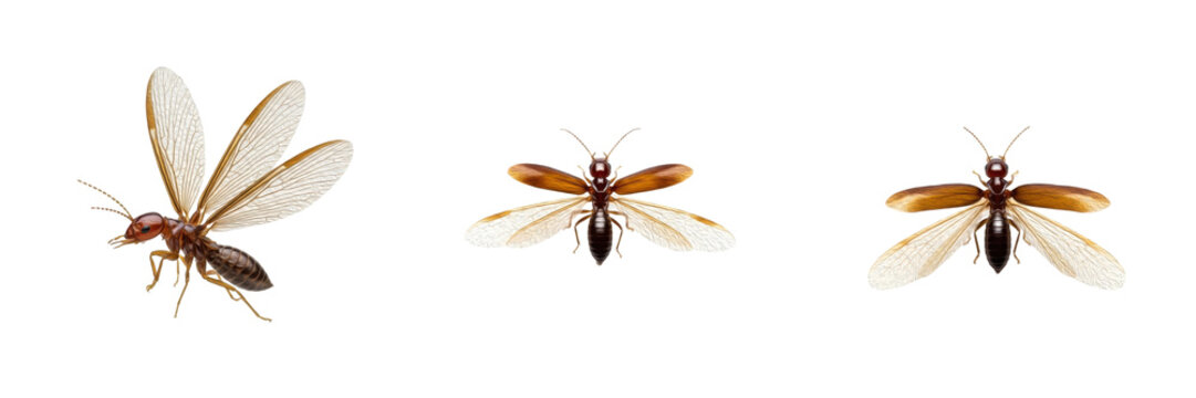 Collection of Termite Swarmer Winged Reproductive Termite Insects Showing Colony Expansion and Social Insect Behavior isolated on white transparent PNG background