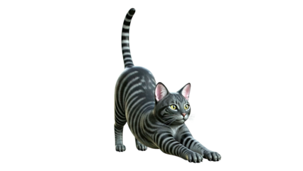 Tabby cat stretching on a white background