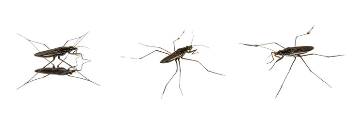 Set/Collection of water strider insects (Gerridae family) for pond, freshwater ecology, entomology and biology illustration isolated on transparent PNG background © KinggOlat