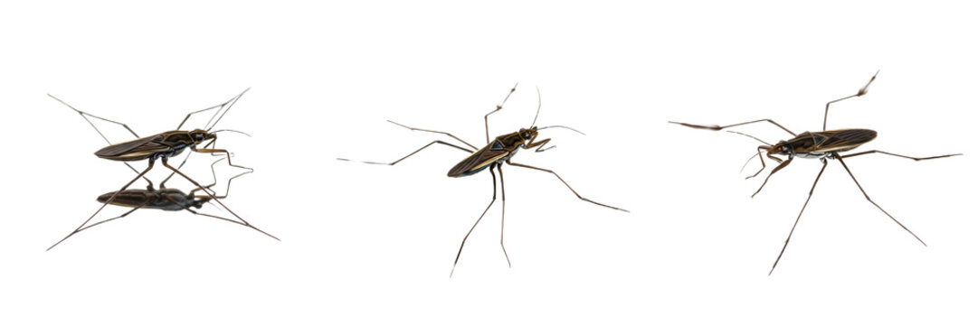 Set/Collection of water strider insects (Gerridae family) for pond, freshwater ecology, entomology and biology illustration isolated on transparent PNG background