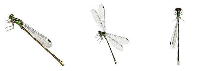 Set/Collection of elegant damselfly insects (Zygoptera) for nature, wildlife, biology and entomology design isolated on transparent PNG background © KinggOlat