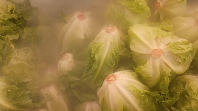 Lettuce being moistened to keep the vegetables fresh. Vegetable humidification.