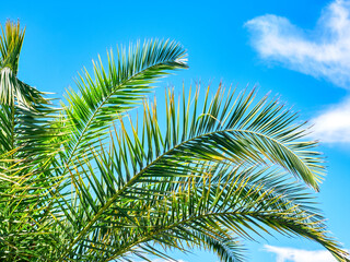 Fototapeta premium Branches palm tree in close-up against the blue sky. Palm tree on the beach, relaxation, travel, exotic.