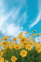 Obraz premium Vibrant yellow daisies blooming under a clear blue sky with soft white clouds, low angle view of spring wildflowers in a sunny field for nature and seasonal concepts.