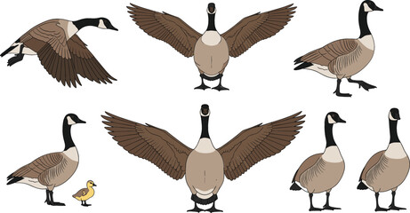 Canada goose vector set featuring various poses including flying standing spreading wings and a gosling isolated on white. © MdEmdadul