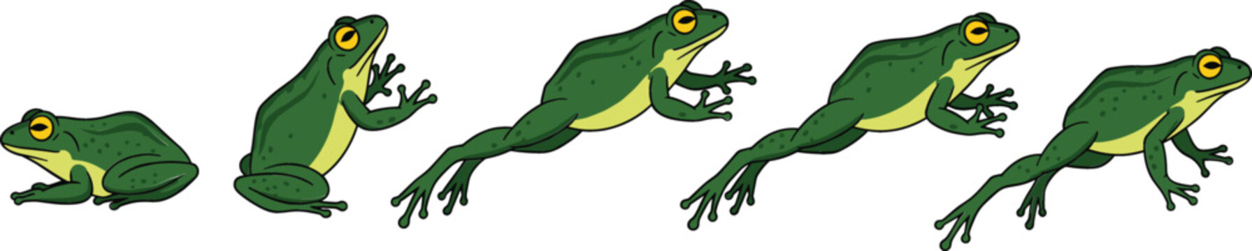 Green frog jumping animation sequence vector illustration showing movement stages from sitting to leaping isolated on white background for nature education design.