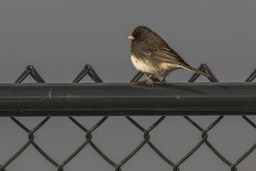 Dark-eyed junco perched on a chain link fence.