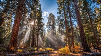 Obraz premium Sunlight shafts piercing through a dense forest canopy, illuminating a tranquil woodland path with golden beams.