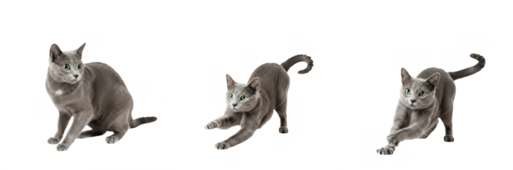 Russian Blue cat sequence isolated on white background, set of three images showing cat sitting and stretching, playful grey kitten set.