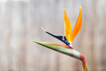 clouds over the mountains and thick vegetation with eucalyptus trees shot in Tasmania © faithie