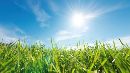 Obraz premium Bright sun shines over green grass in open field under clear sky