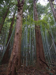 竹林の中の杉の巨木
