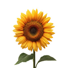 Fototapeta premium Vibrant yellow sunflower with dark center and green leaves against black background orange brown