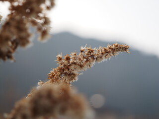 冬のセイタカアワダチソウの線毛