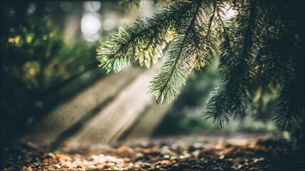 Sunlight filtering through dense pine tree branches in a serene forest setting